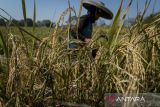 Petani memanen padi di area persawahan Sukadiri, Kabupaten Tangerang, Banten, Jumat (1/8/2025). Badan Pusat Statistik memprediksi produksi beras untuk konsumsi pangan masyarakat pada Juni 2025 mencapai 2,28 juta ton atau mengalami peningkatan sebesar 8,82 persen dibandingkan periode yang sama pada tahun sebelumnya sebesar 2,10 juta ton. ANTARA FOTO/Putra M. Akbar/gp