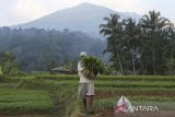 Petani menanam bibit padi pada area persawahan di Pulosari, Kabupaten Pandeglang, Banten, Sabtu (2/8/2025). Badan Pusat Statistik (BPS) Banten mencatat pada bulan Juli 2025 nilai tukar petani (NTP) Banten sebesar 109,49 atau mengalami kenaikan 1,45 persen dibandingkan bulan sebelumnya dikarenakan naiknya indeks harga diterima petani (It) sebesar 2,05 persen dan indeks harga dibayar petani (Ib) 0,60 persen, sementara nilai tukar usaha pertanian (NTUP) sebesar 115,08 atau naik 1,94 persen dibandingkan bulan sebelumnya. ANTARA FOTO/Angga Budhiyanto/gp