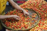 Pedagang memilah cabai rawit di Pasar Keputran, Surabaya, Jawa Timur, Sabtu (2/8/2025). Badan Pusat Statistik (BPS) Provinsi Jawa Timur mencatat pada Juli 2025 terjadi inflasi di Jawa Timur sebesar 0,22 persen secara bulanan atau month to month dengan komoditas penyumbang inflasi tertinggi yaitu cabai rawit diikuti beras dan bawang merah. ANTARA Jatim/Rizal Hanafi/mas.