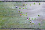 Foto udara petani menanam padi di areal persawahan Kawasan Buduran, Sidoarjo, Jawa Timur, Selasa (5/8/2025). Badan Pusat Statistik (BPS) mencatat Nilai Tukar Petani (NTP) Provinsi Jawa Timur bulan Juli 2025 naik 1,83 persen dari 112,39 menjadi 114,45 yang disebabkan karena indeks harga yang diterima petani (It) mengalami kenaikan lebih tinggi sebear 2,19 persen dibandingkan kenaikan indeks harga yang dibayar petani sebesar 0,35 persen. Antara Jatim/Umarul Faruq
