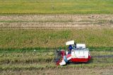 Foto udara petani memanen padi menggunakan mesin combine harvester di areal persawahan Kawasan Candi, Sidoarjo, Jawa Timur, Selasa (5/8/2025). Badan Pusat Statistik (BPS) mencatat Nilai Tukar Petani (NTP) Provinsi Jawa Timur bulan Juli 2025 naik 1,83 persen dari 112,39 menjadi 114,45 yang disebabkan karena indeks harga yang diterima petani (It) mengalami kenaikan lebih tinggi sebear 2,19 persen dibandingkan kenaikan indeks harga yang dibayar petani sebesar 0,35 persen. Antara Jatim/Umarul Faruq