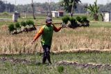 Petani membawa bibit semai padi untuk ditanam di lahan sawah di desa Kandangan, Ngawi, Jawa Timur, Rabu (6/8/2025). Badan Pusat Statistik (BPS) mencatat pertumbuhan produksi sektor lapangan usaha pertanian, kehutanan, dan perikanan pada triwulan II 2025 mencapai 13,5 persen atau lebih tinggi dibandingkan triwulan sebelumnya yang hanya tercatat sebesar 9,74 persen. ANTARA Jatim/Ari Bowo Sucipto/mas.