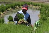 Petani mengikat bibit semai padi berumur 20 hari sebelum ditanam di lahan sawah di desa Kandangan, Ngawi, Jawa Timur, Rabu (6/8/2025). Badan Pusat Statistik (BPS) mencatat pertumbuhan produksi sektor lapangan usaha pertanian, kehutanan, dan perikanan pada triwulan II 2025 mencapai 13,5 persen atau lebih tinggi dibandingkan triwulan sebelumnya yang hanya tercatat sebesar 9,74 persen. ANTARA Jatim/Ari Bowo Sucipto/mas.