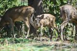 Sejumlah rusa timor (Rusa timorensis) mencari makan di kawasan Taman Nasional Bali Barat (TNBB) usai dilepasliarkan di Kabupaten Buleleng, Bali, Rabu (6/8/2025). Sebanyak 12 ekor rusa timor dengan rentang usia empat bulan hingga tujuh tahun yang merupakan hasil pengembangbiakan lembaga konservasi Bali Zoo dilepasliarkan untuk memperkuat populasi dan menjaga konservasi satwa dilindungi itu. ANTARA FOTO/Fikri Yusuf/wsj.