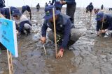 PLN UIP Sulawesi tanam 7.000 bibit mangrove di Tamalatea Jeneponto