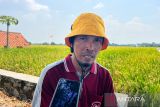 Harga baru menyulam harapan di wajah petani padi