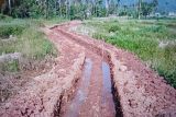 West Pasaman  optimizes 500 ha to boost rice production