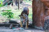Seekor Harimau Sumatera (panthera tigris sumatrae) betina memakan daging di kandangnya di Kebun Binatang Surabaya, Surabaya, Jawa Timur, Minggu (10/8/2025). Harimau Sumatera (panthera tigris sumatrae) berjenis kelamin betina berumur sekitar 7 tahun itu didatangkan dari Maharani Zoo, Kabupaten Lamongan, Jawa Timur untuk dikembangbiakkan di Kebun Binatang Surabaya yang telah memiliki satu Harimau Sumatera (panthera tigris sumatrae) jantan dan dua Harimau Sumatera (panthera tigris sumatrae) betina. ANTARA Jatim/Didik Suhartono/mas.