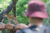 Warga menyaksikan Harimau Sumatera (panthera tigris sumatrae) betina di kandangnya di Kebun Binatang Surabaya, Surabaya, Jawa Timur, Minggu (10/8/2025). Harimau Sumatera (panthera tigris sumatrae) berjenis kelamin betina berumur sekitar 7 tahun itu didatangkan dari Maharani Zoo, Kabupaten Lamongan, Jawa Timur untuk dikembangbiakkan di Kebun Binatang Surabaya yang telah memiliki satu Harimau Sumatera (panthera tigris sumatrae) jantan dan dua Harimau Sumatera (panthera tigris sumatrae) betina. ANTARA Jatim/Didik Suhartono/mas.