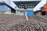 Tanggamus jadi fokus program ICARE untuk pemberdayaan petani kopi