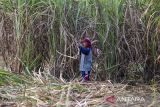 Petani memanen tebu di Jatitujuh, Majalengka, Jawa Barat, Senin (11/8/2025). Menteri Pertanian (Mentan) Andi Amran Sulaiman mendorong percepatan swasembada gula nasional dalam waktu maksimal tiga tahun melalui langkah deregulasi, intensifikasi, serta perluasan lahan tebu dengan alokasi anggaran sebesar Rp30 triliun hingga Rp40 triliun untuk mendukung proyek swasembada gula. ANTARA FOTO/Dedhez Anggara/agr
