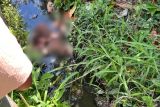 Mayat perempuan tak dikenal tergeletak di selokan Sontang Pasaman (Video)