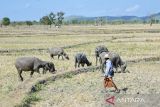 Sembilan daerah di NTB berstatus siaga darurat kekeringan
