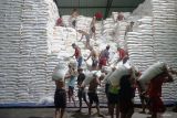 Pekerja bongkar-muat memindahkan gula pasir atau gula kristal putih (GKP) hasil produksi dari gudang penyimpanan ke atas truk di PG Modjopanggung, Tulungagung, Jawa Timur, Rabu (13/8/2025). PG Modjopanggung menargetkan produksi gula pada musim giling 2025 sebesar 29.980 ton, dengan proyeksi rendemen 7,83 persen dari tebu yang digiling sebanyak 381.847 ton. ANTARA Jatim/Destyan Sujarwoko/mas.