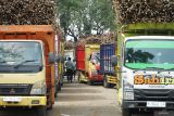 Sejumlah truk bermuatan tebu antri bongkar di PG Modjopanggung, Tulungagung, Jawa Timur, Rabu (13/8/2025). PG Modjopanggung menargetkan produksi gula pada musim giling 2025 sebesar 29.980 ton, dengan proyeksi rendemen 7,83 persen dari tebu yang digiling sebanyak 381.847 ton. ANTARA Jatim/Destyan Sujarwoko/mas.