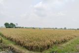 Bupati Karawang target asuransikan 88 ribu hektare sawah