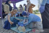 Hingga Juli, Dinkes Lampung Selatan tangani 191 kasus gigitan hewan penular rabies