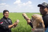 Anggota kelompok tani membawa burung hantu jenis Serak Jawa (Tyto alba) untuk dilepas liar di Juntinyuat, Indramayu, Jawa Barat, Minggu (17/8/2025). Pemkab Indramayu melepas liar 200 ekor ular tikus, burung hantu dan biawak sebagai pengendali populasi hama tikus yang merusak tanaman padi. ANTARA FOTO/Dedhez Anggara/agr