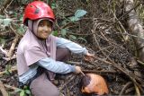 Pokdarwis temukan calon bunga Rafflesia Arnoldi di Solok Sumbar