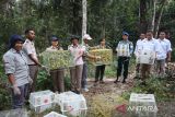KSDA Labuan Bajo melepasliarkan burung hasil penyelundupan