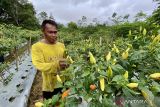 Seorang petani memanen Cabai Kaliber di Desa Sawang, Kabupaten Tapin, Kalimantan Selatan, Rabu (20/8/2025). Harga cabai kaliber melambung tinggi dari Rp25 ribu per kilogram menjadi Rp70 ribu di pasaran. ANTARA/Muhammad Rastaferian Pasya 