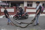 Sejumlah warga membawa ular piton atau sanca kembang (Malayopython reticulatus) yang berhasil ditangkap di area Pemakaman Umum (TPU) Kelurahan Maliaro Ternate, Maluku Utara, Jumat (22/8/2025). Penangkapan dua ekor ular piton dengan panjang sekitar 2,25 meter  tersebut bermula ketika salah satu warga membersihkan area pemakaman umum, penemuan membuat geger warga setempat yang dikhawatirkan membahayakan keselamatan.ANTARA FOTO/Andri Saputra/IWY