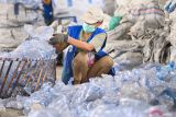 Pekerja mengumpulkan botol plastik bekas untuk didaur ulang di Bali PET Recycle, Denpasar, Bali, Jumat (22/8/2025). Fasilitas pemrosesan botol plastik pasca-konsumsi tersebut tersebut melakukan proses pengumpulan, pemilahan dan pecacahan sampah botol plastik Polyethylene Terephthalate (PET) dengan kapasitas sekitar 100 ton per bulan untuk kemudian didaur ulang sebagai salah satu upaya penanganan sampah plastik dan mendukung ekonomi sirkular. ANTARA FOTO/Fikri Yusuf/wsj.