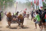 Peserta memacu kerbaunya saat tradisi Makepung di Jembrana, Bali, Minggu (24/8/2025). Tradisi balapan kerbau khas Kabupaten Jembrana tersebut diikuti 246 peserta untuk melestarikan warisan budaya pertanian serta sebagai ajang promosi pariwisata di wilayah itu. ANTARA FOTO/Nyoman Hendra Wibowo/wsj.