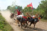 Peserta memacu kerbaunya saat tradisi Makepung di Jembrana, Bali, Minggu (24/8/2025). Tradisi balapan kerbau khas Kabupaten Jembrana tersebut diikuti 246 peserta untuk melestarikan warisan budaya pertanian serta sebagai ajang promosi pariwisata di wilayah itu. ANTARA FOTO/Nyoman Hendra Wibowo/wsj.