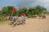 Peserta memacu kerbaunya saat tradisi Makepung di Jembrana, Bali, Minggu (24/8/2025). Tradisi balapan kerbau khas Kabupaten Jembrana tersebut diikuti 246 peserta untuk melestarikan warisan budaya pertanian serta sebagai ajang promosi pariwisata di wilayah itu. ANTARA FOTO/Nyoman Hendra Wibowo/wsj.