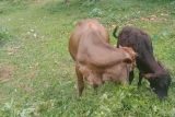 Sapi kelompok binaan BKSDA Sumbar berkembang selama tiga tahun