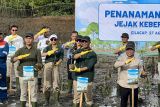 Pertamina tanam 800 mangrove di operasional Kilang Cilacap