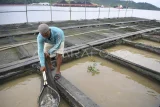 Petani menunjukkan ikan di dalam jaring pada keramba di tepian Sungai Mahakam, Tenggarong, Kutai Kartanegara, Kalimantan Timur, Senin (25/8/2025). Menurut petani, budidaya ikan air tawar berupa ikan mas, nila dan patin itu dapat menghasilkan sebanyak 1.400 kilogram ikan dari dua kali panen dalam sebulan menggunakan 31 petak keramba berukuran 186 meter yang kemudian dijual di tempat pelelangan ikan (TPI) Samarinda dengan harga Rp27 ribu per kilogramnya. Antara Kaltim/M Risyal Hidayat