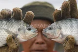 Petani menunjukkan ikan nila saat panen di keramba kawasan Loa Kulu, Kutai Kartanegara, Kalimantan Timur, Kamis (28/8/2025). Berdasarkan data Dinas Kelautan dan Perikanan (DKP) Kalimantan Timur, angka konsumsi ikan (AKI) di Kaltim meningkat menjadi 59,75 kilogram per kapita per tahun pada 2024 dibandingkan tahun sebelumnya sekitar 58 kilogram. Antara Kaltim/M Risyal Hidayat