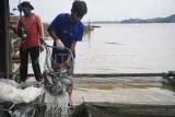 Pengepul menjaring ikan nila saat panen di keramba kawasan Loa Kulu, Kutai Kartanegara, Kalimantan Timur, Kamis (28/8/2025). Berdasarkan data Dinas Kelautan dan Perikanan (DKP) Kalimantan Timur, angka konsumsi ikan (AKI) di Kaltim meningkat menjadi 59,75 kilogram per kapita per tahun pada 2024 dibandingkan tahun sebelumnya sekitar 58 kilogram. Antara Kaltim/M Risyal Hidayat