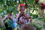 Pekerja memetik buah kopi saat panen raya di perkebunan Gombengsari, Banyuwangi, Jawa Timur, Selasa (2/9/2025). Panen raya kopi jenis robusta tahun ini diperkirakan meningkat dibandingkan tahun sebelumnya, dari hasil rata-rata 700 kilogram per hektare menjadi sekitar 1 ton per hektare dengan harga Rp 90 ribu per kilogram green bean. Antara Jatim/Budi Candra Setya/um