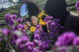 Wisatawan berfoto di area kebun bunga di Bukit Strawberry Lembang, Kabupaten Bandung Barat, Jawa Barat, Selasa (2/9/2025). Badan Pusat Statistik (BPS) mencatat jumlah perjalanan wisatawan nusantara (wisnus) ke Jawa Barat pada periode Januari-Juli 2025 mencapai 124,86 juta perjalanan atau meningkat 31,30 persen dibandingkan periode yang sama pada tahun lalu yang hanya mencapai 95,10 juta perjalanan. ANTARA FOTO/Abdan Syakura/agr