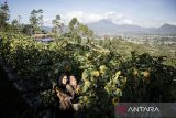 Wisatawan berfoto di area kebun bunga di Bukit Strawberry Lembang, Kabupaten Bandung Barat, Jawa Barat, Selasa (2/9/2025). Badan Pusat Statistik (BPS) mencatat jumlah perjalanan wisatawan nusantara (wisnus) ke Jawa Barat pada periode Januari-Juli 2025 mencapai 124,86 juta perjalanan atau meningkat 31,30 persen dibandingkan periode yang sama pada tahun lalu yang hanya mencapai 95,10 juta perjalanan. ANTARA FOTO/Abdan Syakura/agr