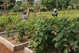 Pemprov Lampung sebut Gerakan Tanam Cabai untuk antisipasi kenaikan harga