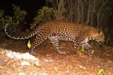 Penanganan macan tutul kabur di Lembang tak boleh main-main