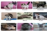 Astrid istri Uya Kuya harap kucingnya bisa kembali akibat penjarahan