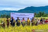 Pertamina wujudkan swasembada pangan lewat sawah inkubasi dekomposer