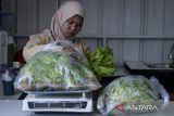 Pekerja menimbang selada yang dibudidayakan dengan metode hidroponik di Ayodha Farm, Kota Tangerang, Banten, Rabu (3/9/2025). Menurut pengelola, perkebunan hidroponik tersebut setiap harinya mampu memproduksi sekitar 500 kilogram aneka sayuran seperti pakcoy, selada, kangkung dan bayam dengan harga jual Rp13.000 - Rp30.000 yang dipasarkan ke restoran serta ritel modern di wilayah Jakarta dan Tangerang. ANTARA FOTO/Putra M. Akbar/gp