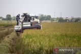 Petani memanen padi menggunakan mesin Combine Harvester di Desa Babadan, Sindang, Indramayu, Jawa Barat, Kamis (4/9/2025). BPS memproyeksikan produksi beras nasional hingga Oktober 2025 akan mencapai 31,04 juta ton, naik 12,16 persen dari 27,67 juta ton pada periode yang sama tahun 2024 dengan didorong oleh kenaikan luas panen padi sebesar 11,90 persen dan program pemerintah seperti optimasi lahan dan perbaikan irigasi. ANTARA FOTO/Dedhez Anggara/agr
