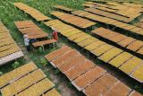 Foto udara pekerja menjemur tembakau hasil panen di Desa Sumbersuko, Lumajang, Jawa Timur, Kamis (4/9/2025). Kondisi kelembapan tinggi akibat anomali kemarau basah pada proses pengeringan memicu terbentuknya Tobacco Specific Nitrosamines (TSNA) senyawa karsinogenik yang bisa menurunkan mutu tembakau dan berisiko tidak terserap pabrikan. ANTARA Jatim/Irfan Sumanjaya/mas.