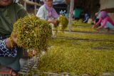 Pekerja menata tembakau rajangan hasil panen di Desa Sumbersuko, Lumajang, Jawa Timur, Kamis (4/9/2025). Kondisi kelembapan tinggi akibat anomali kemarau basah pada proses pengeringan memicu terbentuknya Tobacco Specific Nitrosamines (TSNA) senyawa karsinogenik yang bisa menurunkan mutu tembakau dan berisiko tidak terserap pabrikan. ANTARA Jatim/Irfan Sumanjaya/mas.