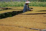 Pekerja menjemur tembakau hasil panen di Desa Sumbersuko, Lumajang, Jawa Timur, Kamis (4/9/2025). Kondisi kelembapan tinggi akibat anomali kemarau basah pada proses pengeringan memicu terbentuknya Tobacco Specific Nitrosamines (TSNA) senyawa karsinogenik yang bisa menurunkan mutu tembakau dan berisiko tidak terserap pabrikan. ANTARA Jatim/Irfan Sumanjaya/mas.