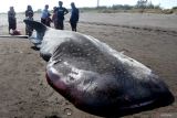 Warga melihat bangkai Hiu Tutul (Rhincodon typus) yang terdampar di Pantai Pancer, Puger, Jember, Jawa Timur, Minggu (7/9/2025). Hiu Tutul dengan panjang enam meter dan bobot sekitar dua ton tersebut ditemukan terdampar dengan kondisi mati dan membusuk. Antara Jatim/Seno/um