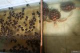 Sejumlah tukik (kiri) dan penyu jenis lekang (lepidochelys olivecea) berada di kolam pembesaran di Pantai Cemara, Banyuwangi, Jawa Timur, Minggu (7/9/2025). Tukik hasil penetasan semi alamiah ini dikolola untuk konservasi sekaligus sarana edukasi pengunjung sebelum dilepasliarkan. Antara Jatim/Budi Candra Setya/um