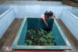 Dua orang anak melihat tukik jenis lekang (lepidochelys olivecea) di kolam pembesaran di Pantai Cemara, Banyuwangi, Jawa Timur, Minggu (7/9/2025). Tukik hasil penetasan semi alamiah ini dikolola untuk konservasi sekaligus sarana edukasi pengunjung sebelum dilepasliarkan. Antara Jatim/Budi Candra Setya/um